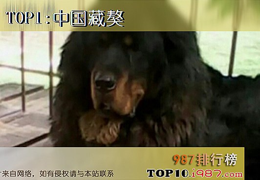 十大世界凶犬之中国藏獒