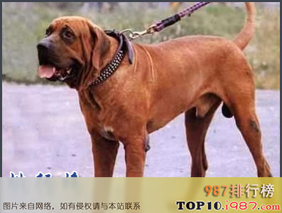 十大世界凶犬之日本土佐犬