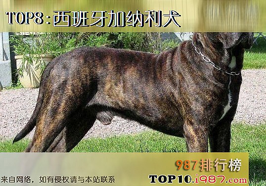 十大世界凶犬之西班牙加纳利犬