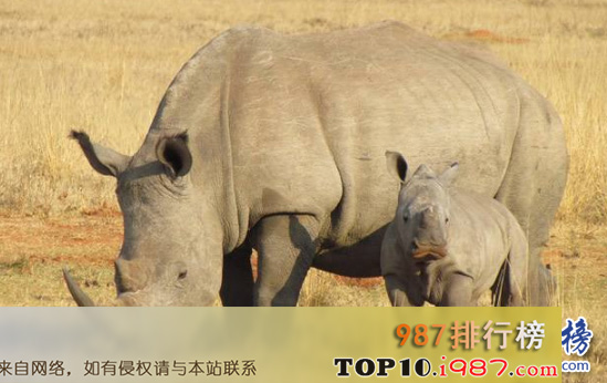 最稀有的十大动物之爪哇犀牛