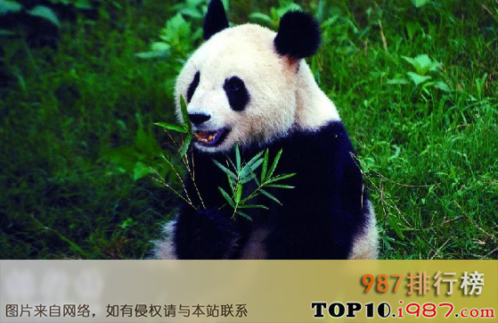 最稀有的十大动物之大熊猫