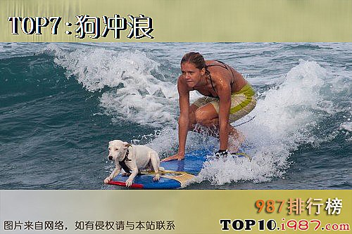 十大世界奇怪体育运动之狗冲浪