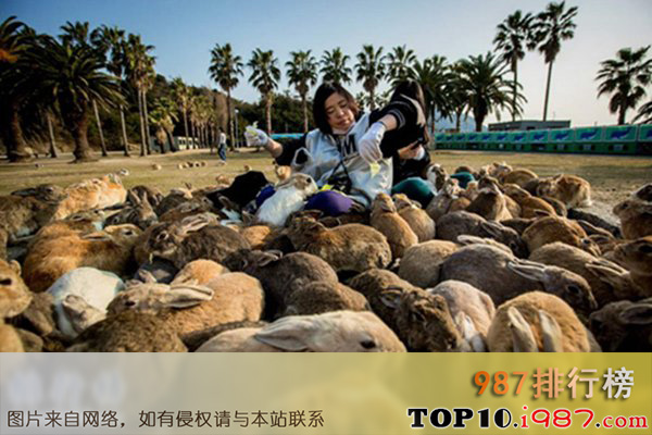 十大世界奇特岛屿之日本竹原兔子岛