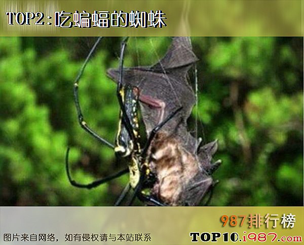 十大世界奇怪蜘蛛之吃蝙蝠的蜘蛛