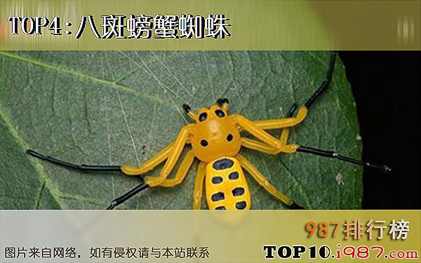十大世界奇怪蜘蛛之八斑螃蟹蜘蛛