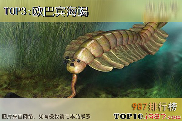 十大史前最怪异生物之欧巴宾海蝎