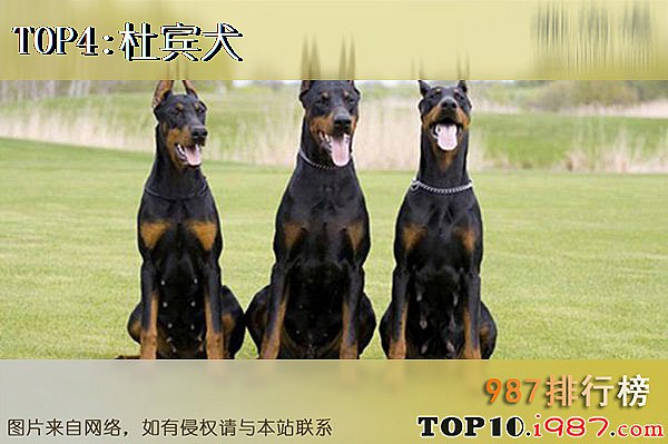 十大适合做警犬的犬种之杜宾犬