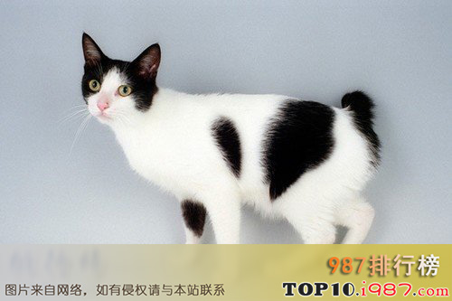 十大世界最奇特的猫之日本短尾猫