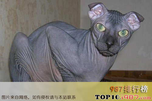 十大世界最奇特的猫之勒夫科伊猫