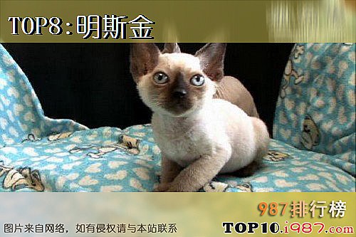 十大世界最奇特的猫之明斯金