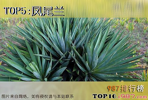 十大寿命最长的植物之凤尾兰