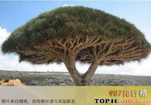 寿命最长的十大植物之龙血树