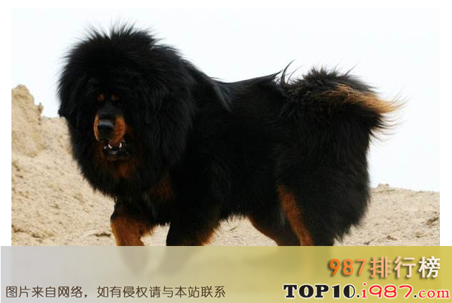 十大禁犬之中国藏獒