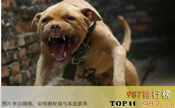 世界十大斗犬排名之比特犬