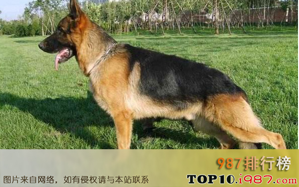 世界十大斗犬排名之德国牧羊犬