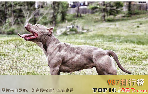 十大世界斗犬之土佐斗犬