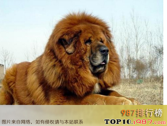 十大世界斗犬之西藏獒犬