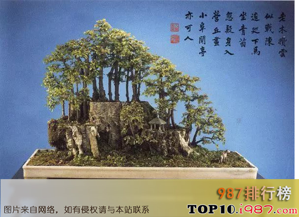 十大世界金奖盆景之中国黄雀梅盆景
