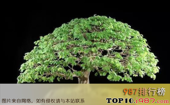 十大世界金奖盆景之巴西雨树