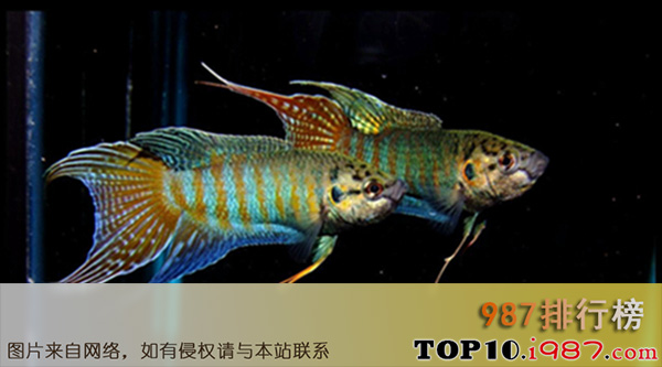 十大适合家养的冷水观赏鱼之中国斗鱼
