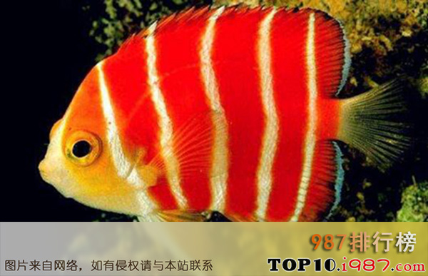 十大世界名贵观赏鱼之红薄荷神仙