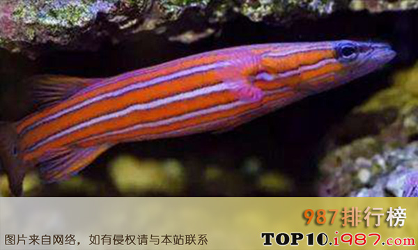 十大世界名贵观赏鱼之澳洲平头鲈