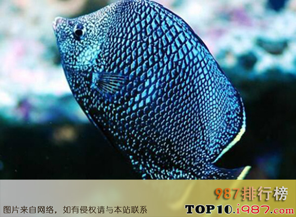 十大世界名贵观赏鱼之日本黑蝶