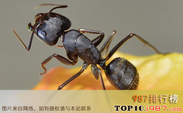 十大世界常见害虫之蚂蚁