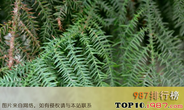十大珍惜树种之中国台湾杉