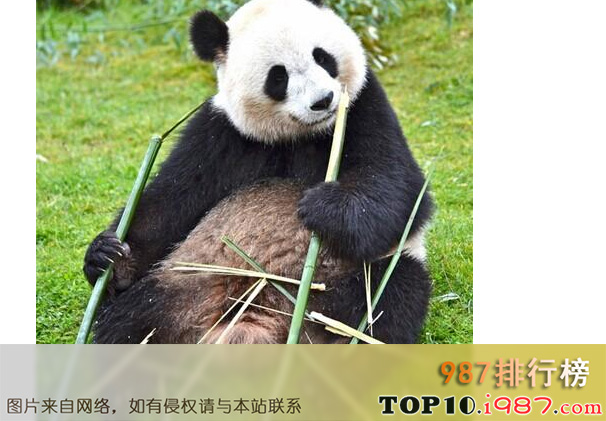 中国十大国宝动物之大熊猫