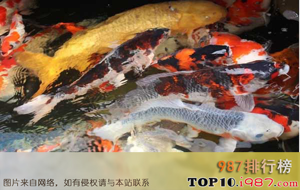 十大名贵观赏鱼之日本锦鲤