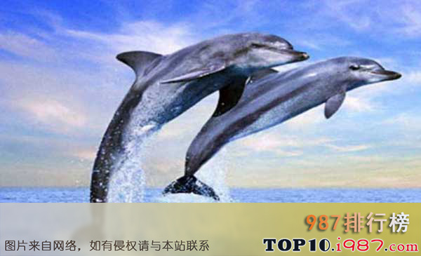 十大对人类友好的动物之海豚