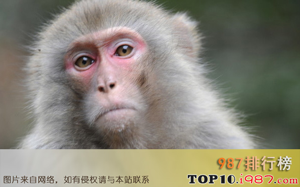 十大对人类友好的动物之猴子