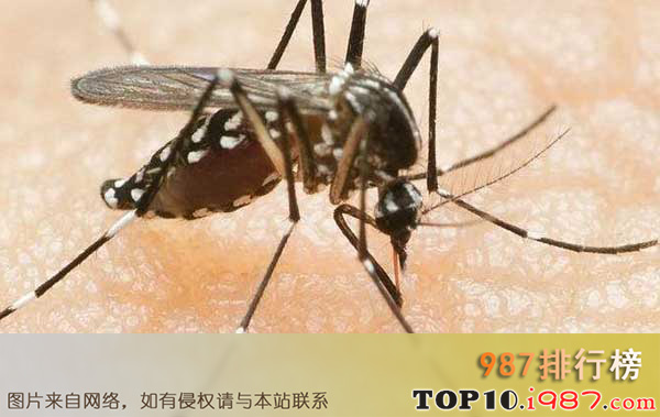 十大最勇敢的动物排名之蚊子