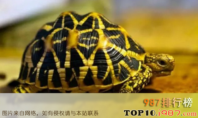 十大难养的陆龟之印度星龟