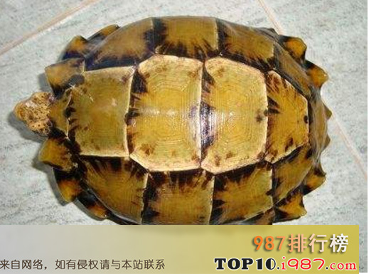 十大难养的陆龟之凹甲陆龟