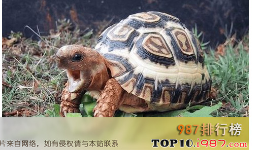 十大难养的陆龟之豹纹陆龟