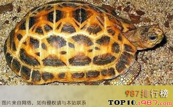 十大难养的陆龟之蛛网龟