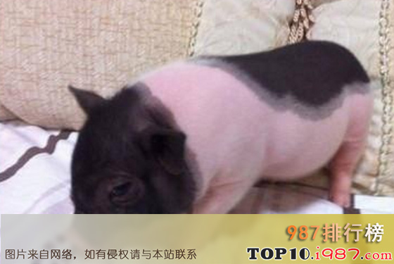 全球十大最受欢迎宠物排行榜之小香猪