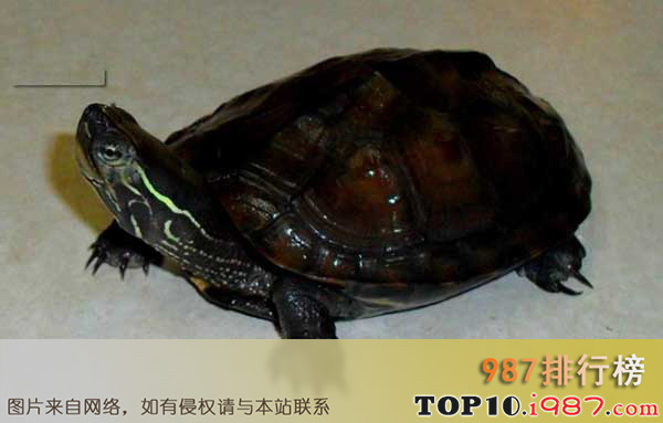 十大名贵乌龟之黑颈乌龟