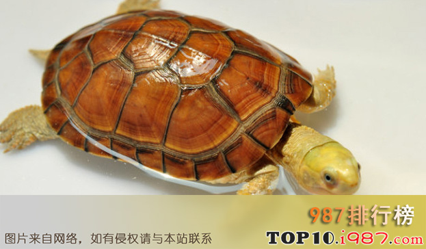 十大名贵乌龟之黄喉拟水龟
