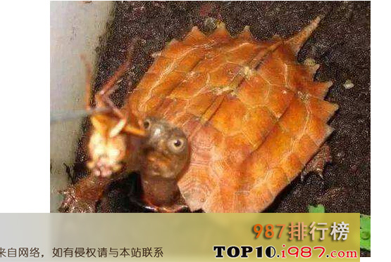 十大最值得养的乌龟之枯叶龟