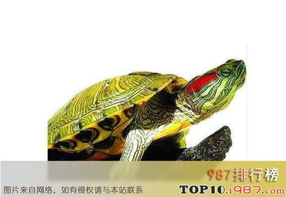 十大最值得养的乌龟之巴西龟