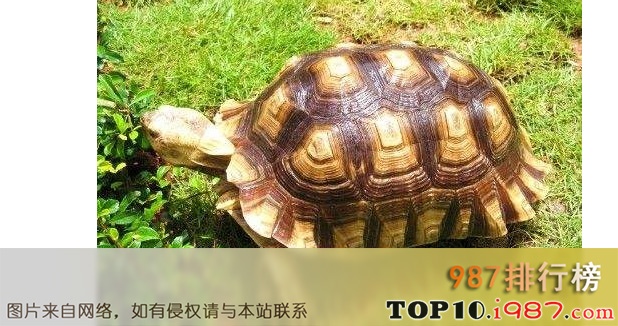 十大最值得养的乌龟之缅陆龟