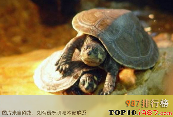十大最值得养的乌龟之黄头侧颈龟