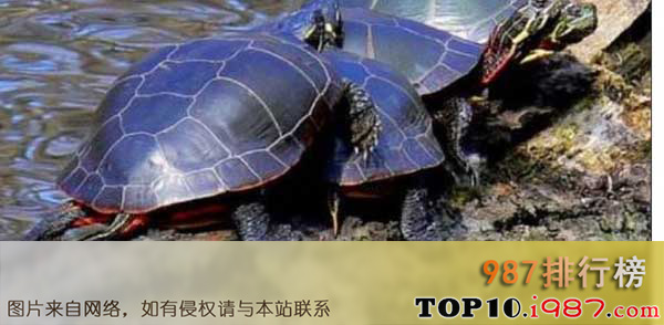 十大最值得养的乌龟之锦龟