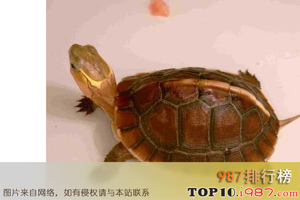 十大最值得养的乌龟之金钱龟