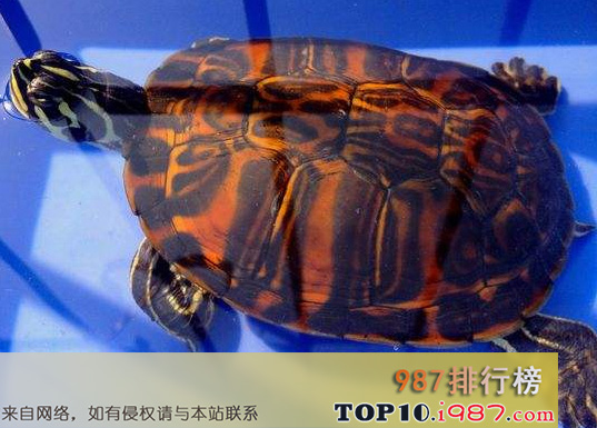 十大最值得养的乌龟之火焰龟