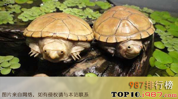 十大最值得养的乌龟之蛋龟