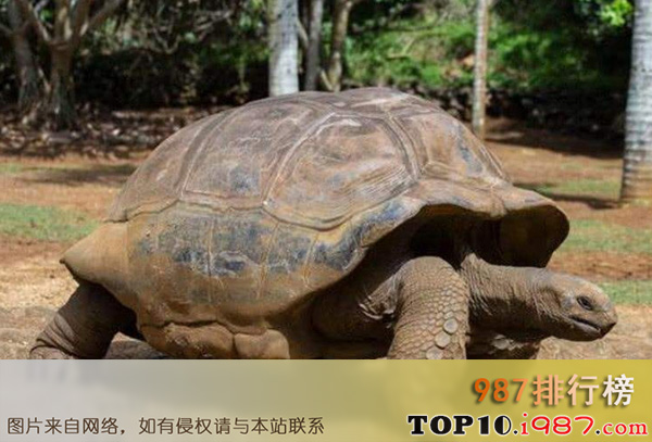 十大世界最长寿的动物之乌龟